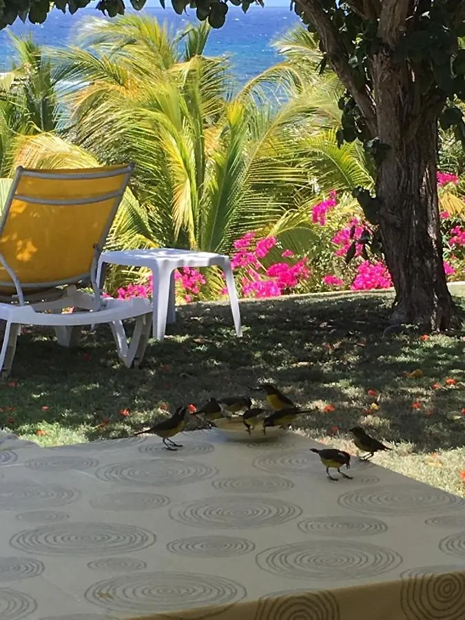 Villa Guadeloupe Saint François Accès Mer Piscine IGUANA BAY - Villa Zagadi  Saint-Francois (Grande-Terre)